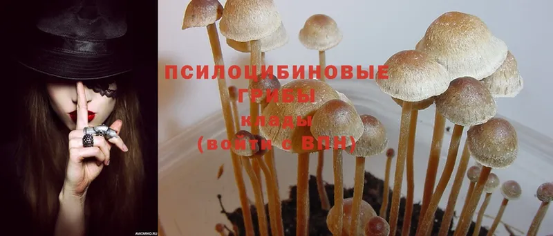 Галлюциногенные грибы Psilocybine cubensis  Комсомольск-на-Амуре 