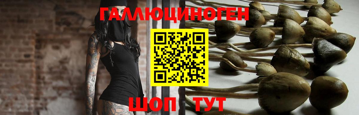 Псилоцибиновые грибы Psilocybine cubensis  Комсомольск-на-Амуре 